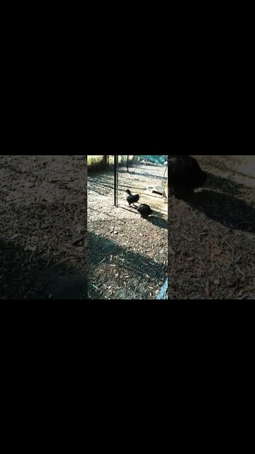 Good morning Silkies 28th October 2022