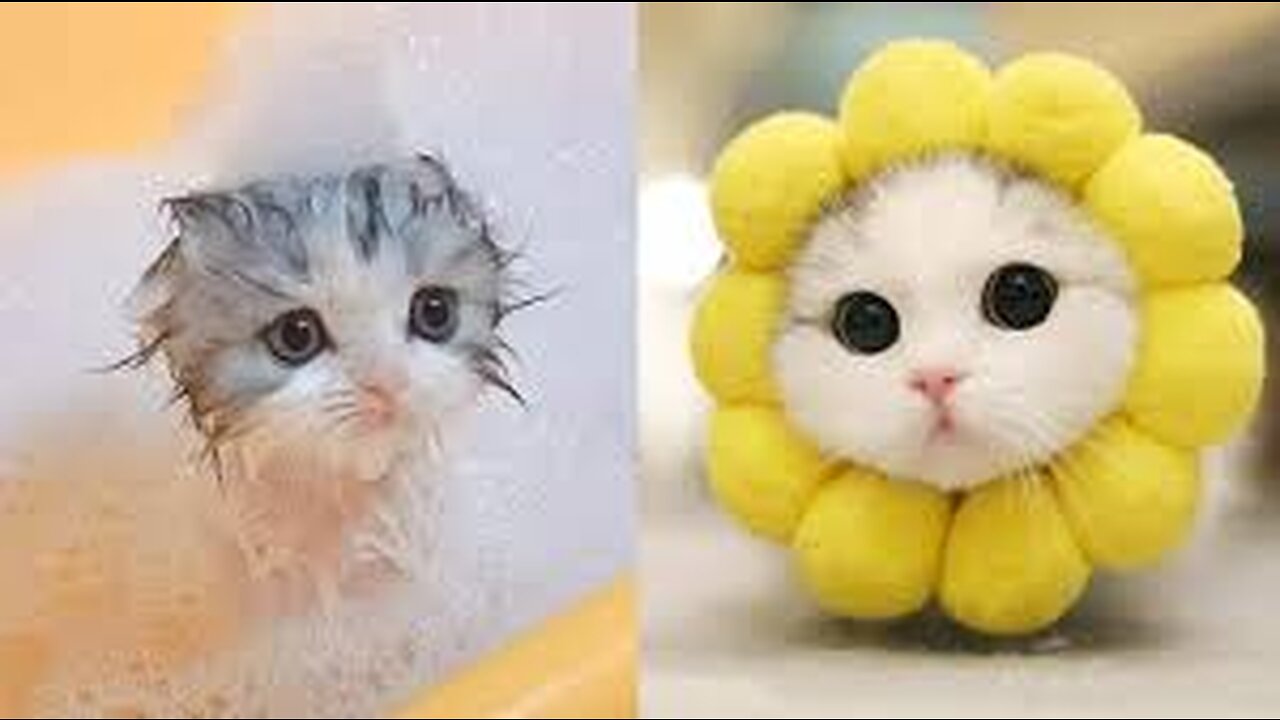 cute and funny cats