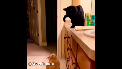 Animals and Humans