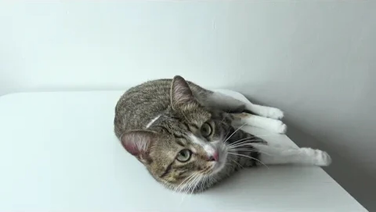 Cute Cat Hygiene on the Table