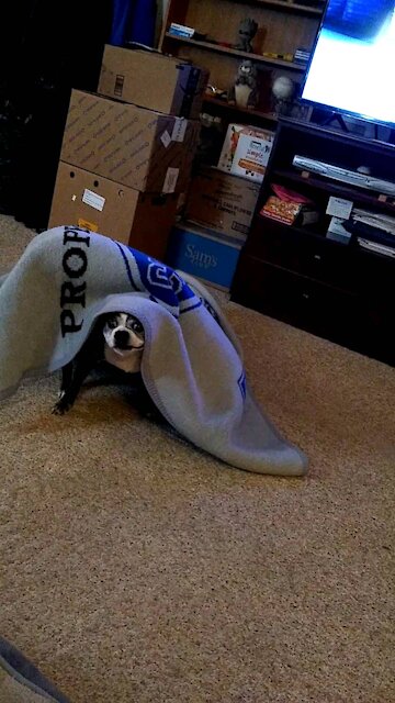 Monkey Doodles at play