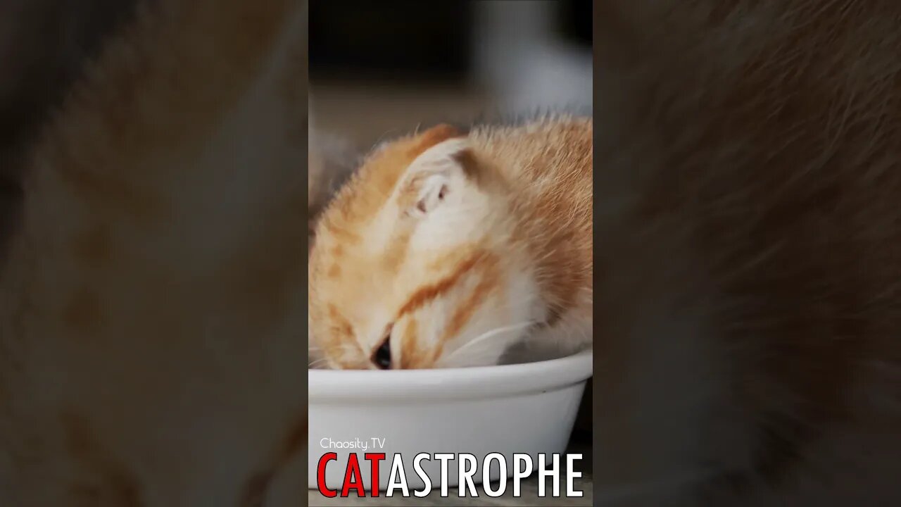 😼 #CATASTROPHE - Side by Side Delights: Kittens in Perfect Dining Harmony 🐈