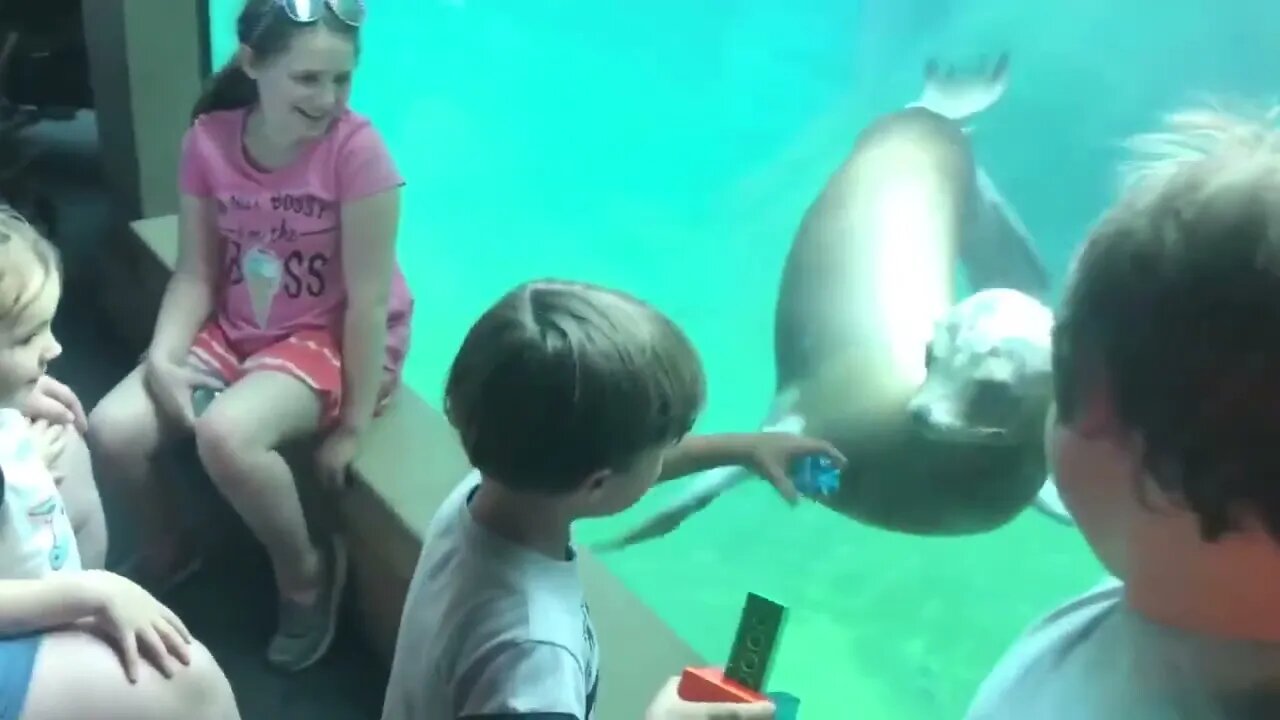Funny Kids and Animals at the Zoo #FunnyKids #FunnyAnimals #Funny