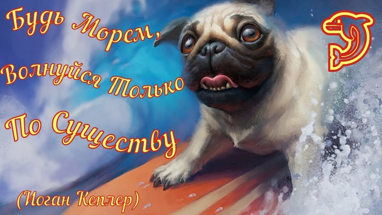 Смешные Собаки 30 Funny Dogs