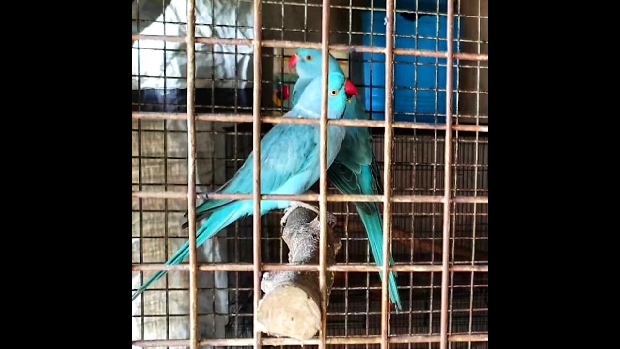 Most Beautiful violet indian ringneck parrot