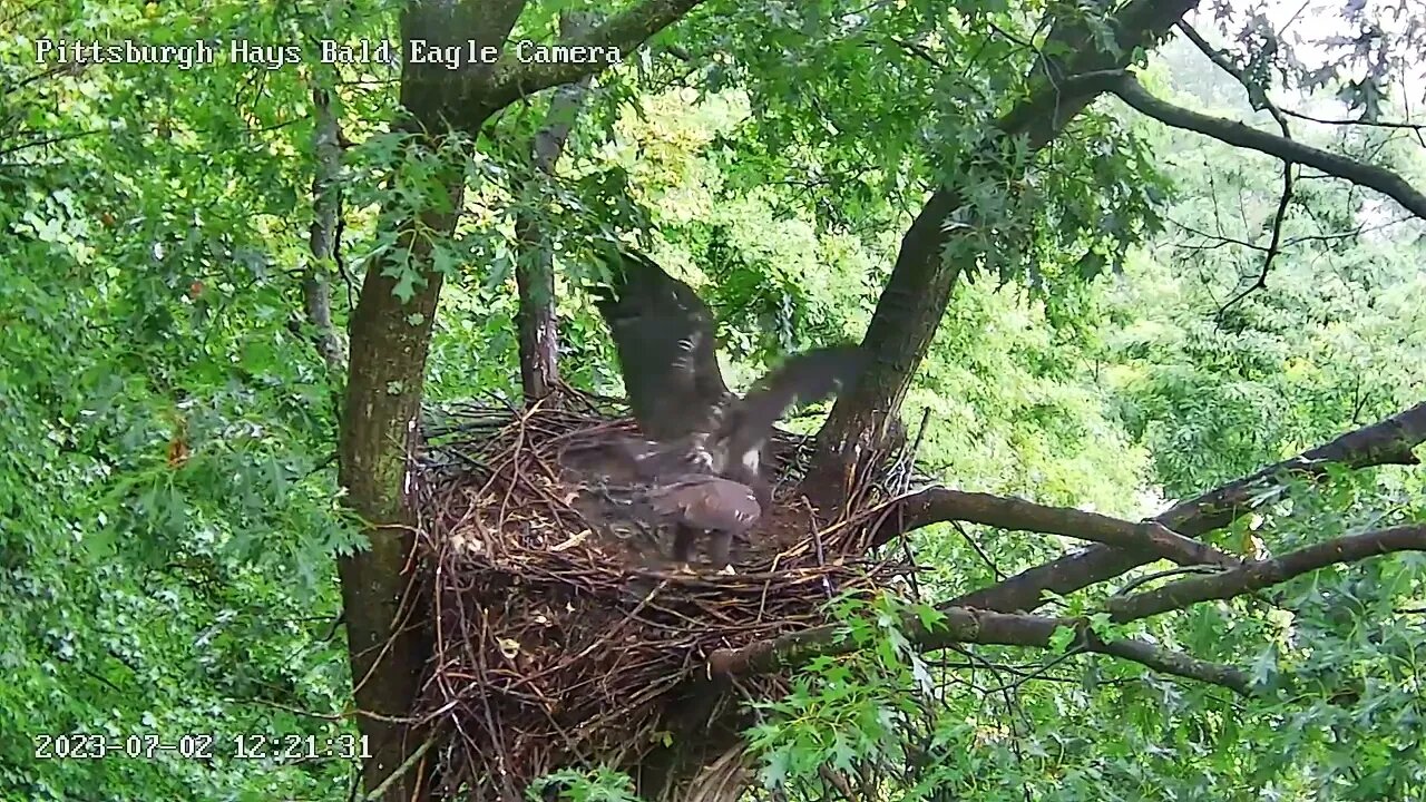 Hays Eagle H20 attempts a steal a few times, H19 denies & flies off with the fish! 07-02-2023 12:21