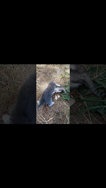 Battle Kittens Strike Again