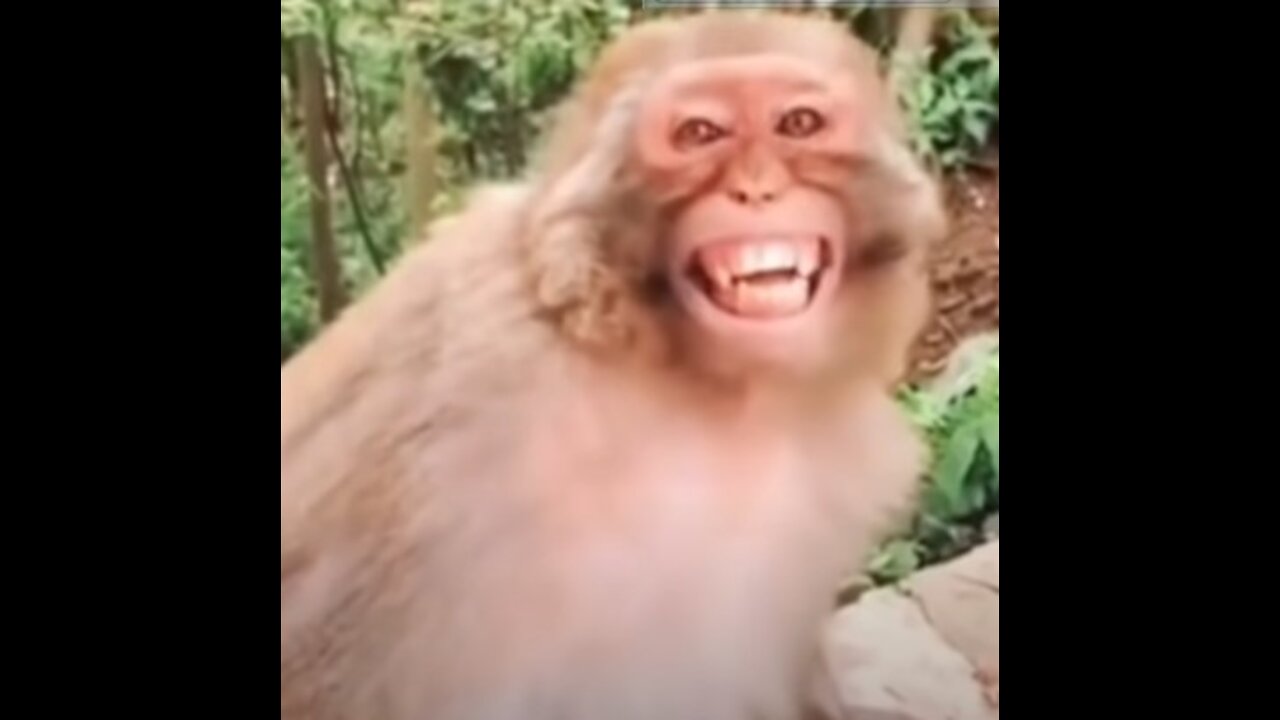 Troll Prank Dog Funny & fake Lion and Fake Tiger Prank To dog & Huge Box Prank to dog