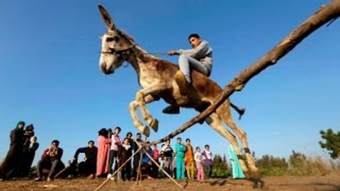 High Jumping Donkey