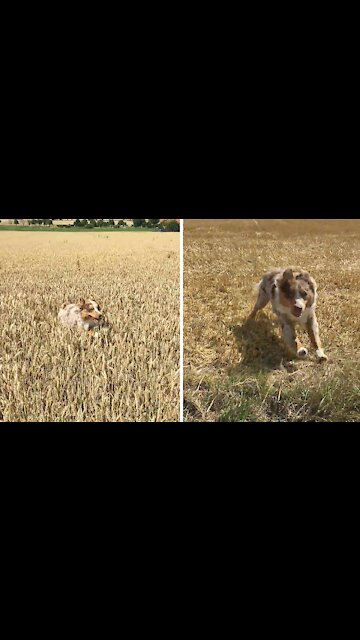 Happiest Pup Ever Runs Through Field Of Dreams