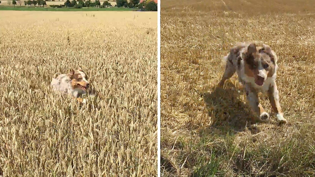 Happiest Pup Ever Runs Through Field Of Dreams