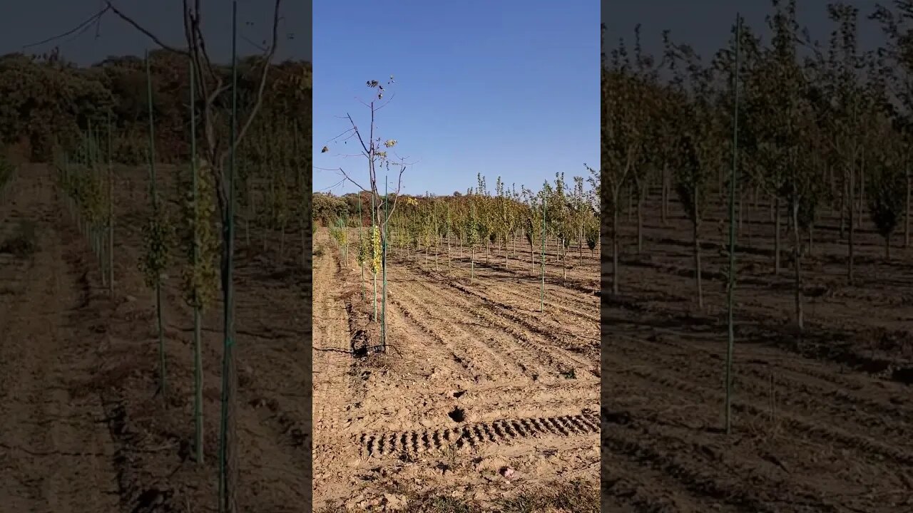 nice looking tree farm