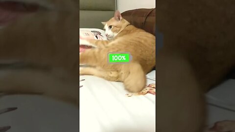 What will happen if you charge the cat?