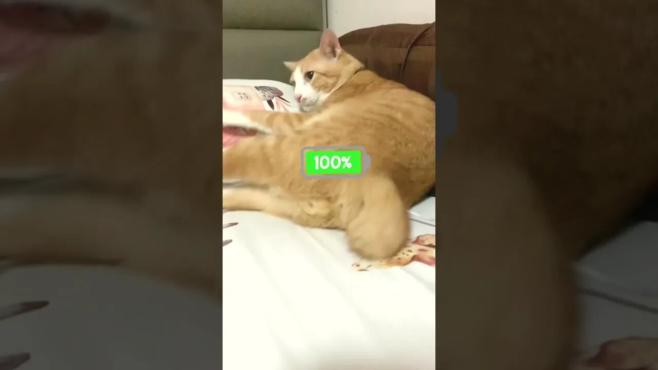 What will happen if you charge the cat?