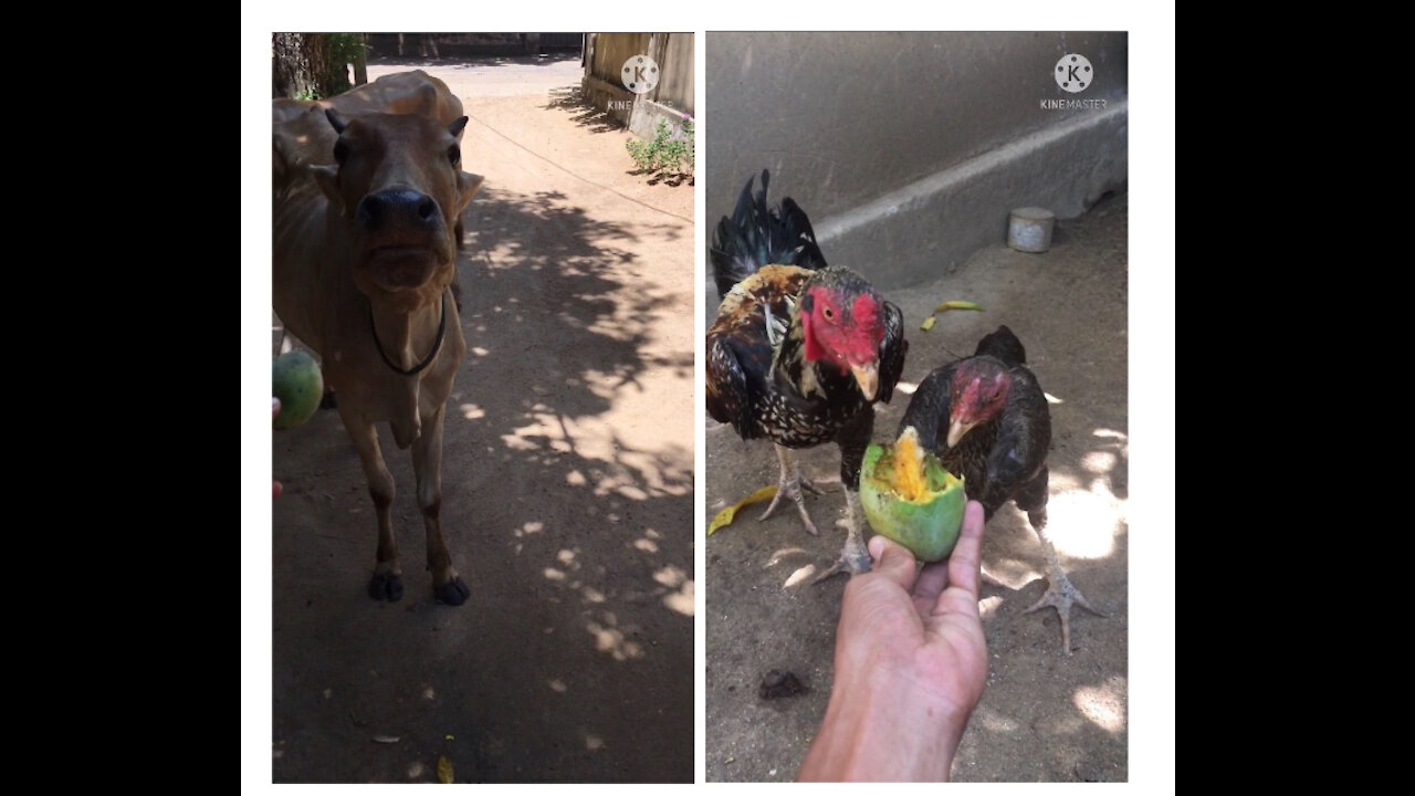 Cow and chicken asking mango 🥭
