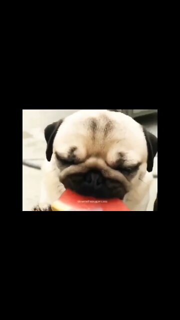 my love pug dog, 🥰💞 #shorts