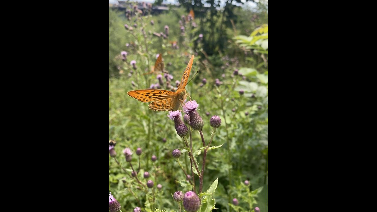 Butterflies and nature sounds🦋🌳