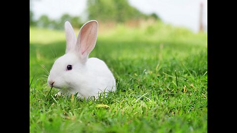 A Beautiful Rabbit in own World 🌎🤩😍