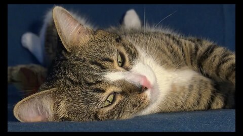 Cat Photography