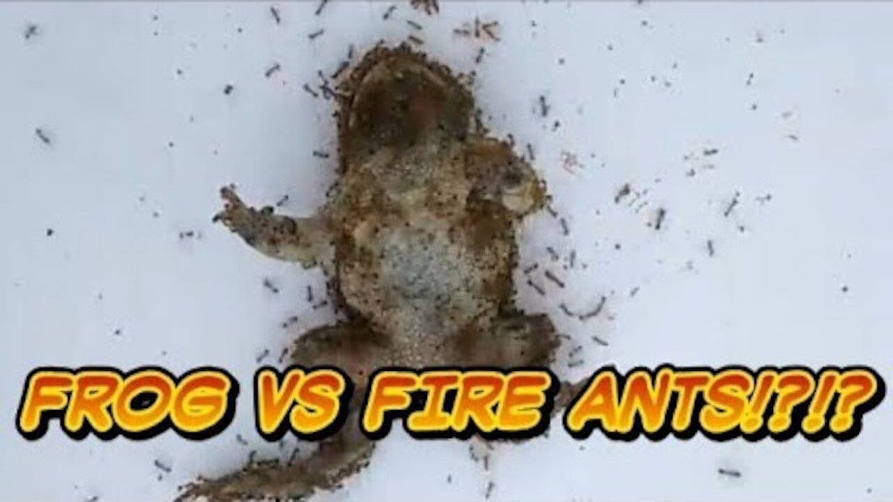 Frog Vs Extreme Fire Ants! Timelapse