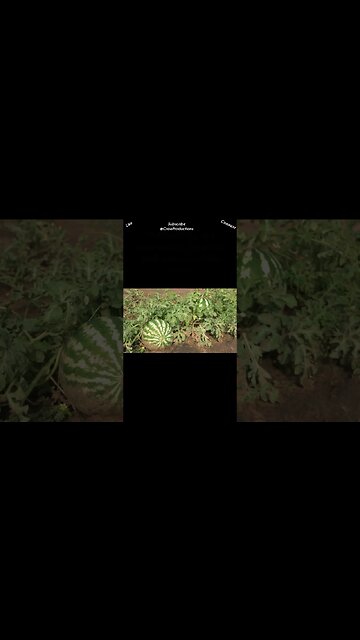 How do you pick the best watermelon #fruitsandvegetables #shorts