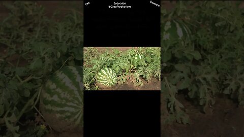 How do you pick the best watermelon #fruitsandvegetables #shorts