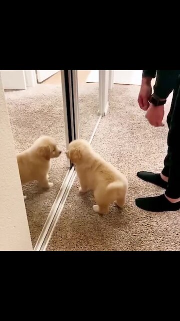 Golden Retriever Puppy Very Ecstatic To Find A New "Friend"