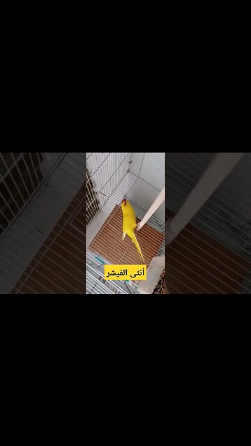 طائر الفيشر الناذر