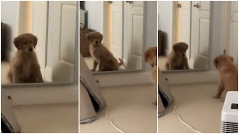 Puppy completely baffled by his mirror reflection