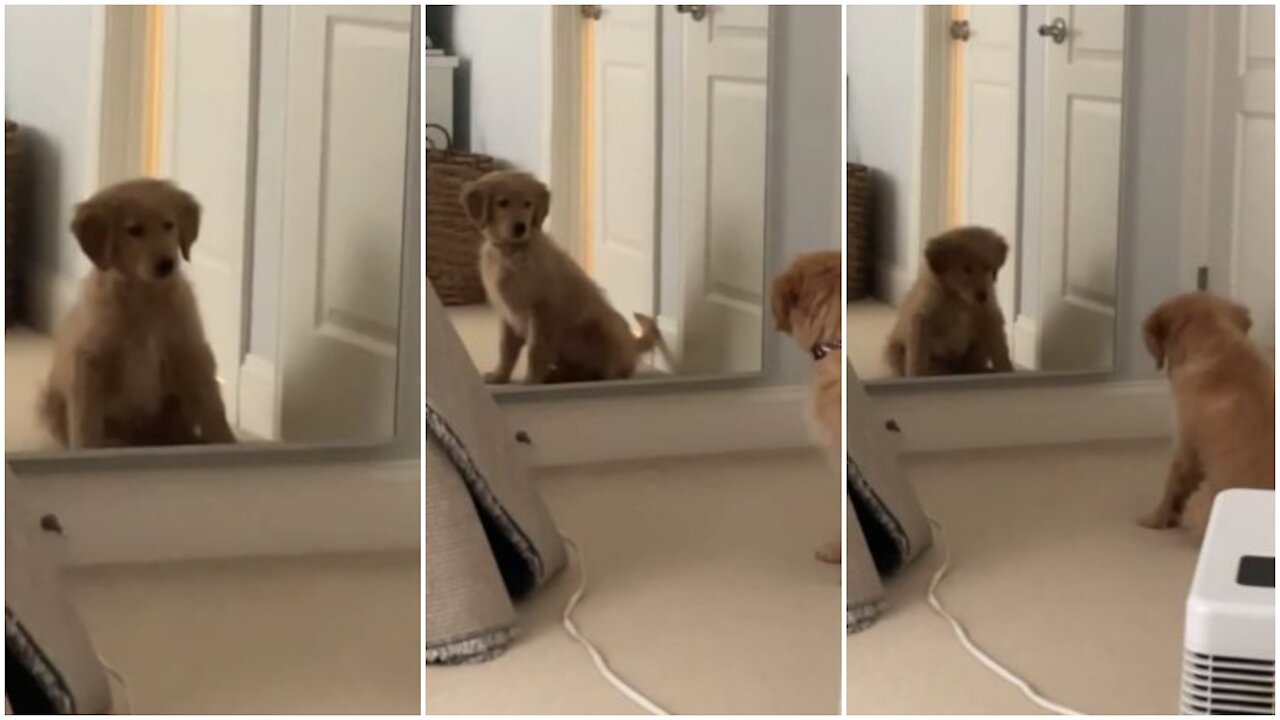 Puppy completely baffled by his mirror reflection