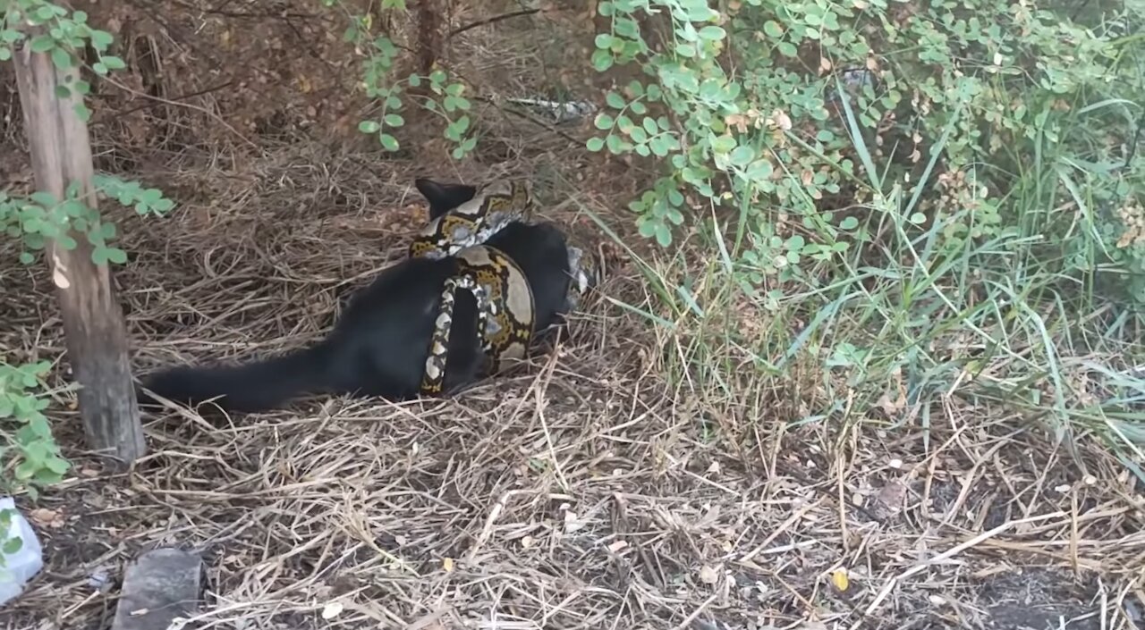 CAT STRANGLED BY A PYTHON