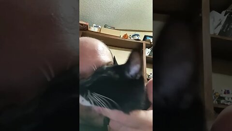 I got a kitty #shortsfeed #kitty #kittycat #shortsvideo #youtubeshorts #cute #cutekitty #cat