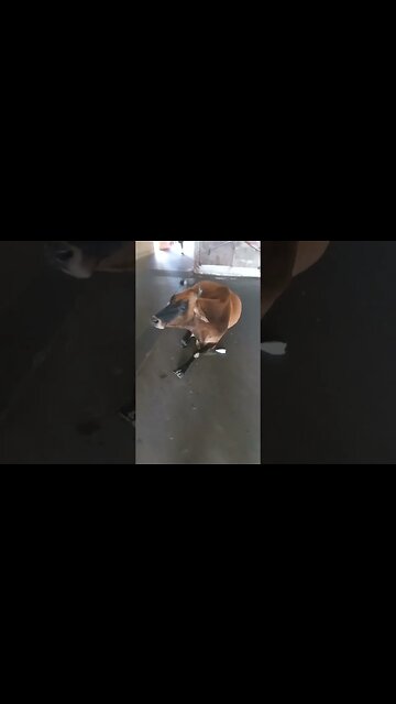 Met a cow on the way. #cow