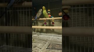 Budgies Parrots Dance With Me Tonight 😂 #budgies #shorts #youtubeshorts #animallover #parrots