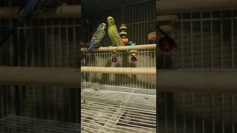 Budgies Parrots Dance With Me Tonight 😂 #budgies #shorts #youtubeshorts #animallover #parrots