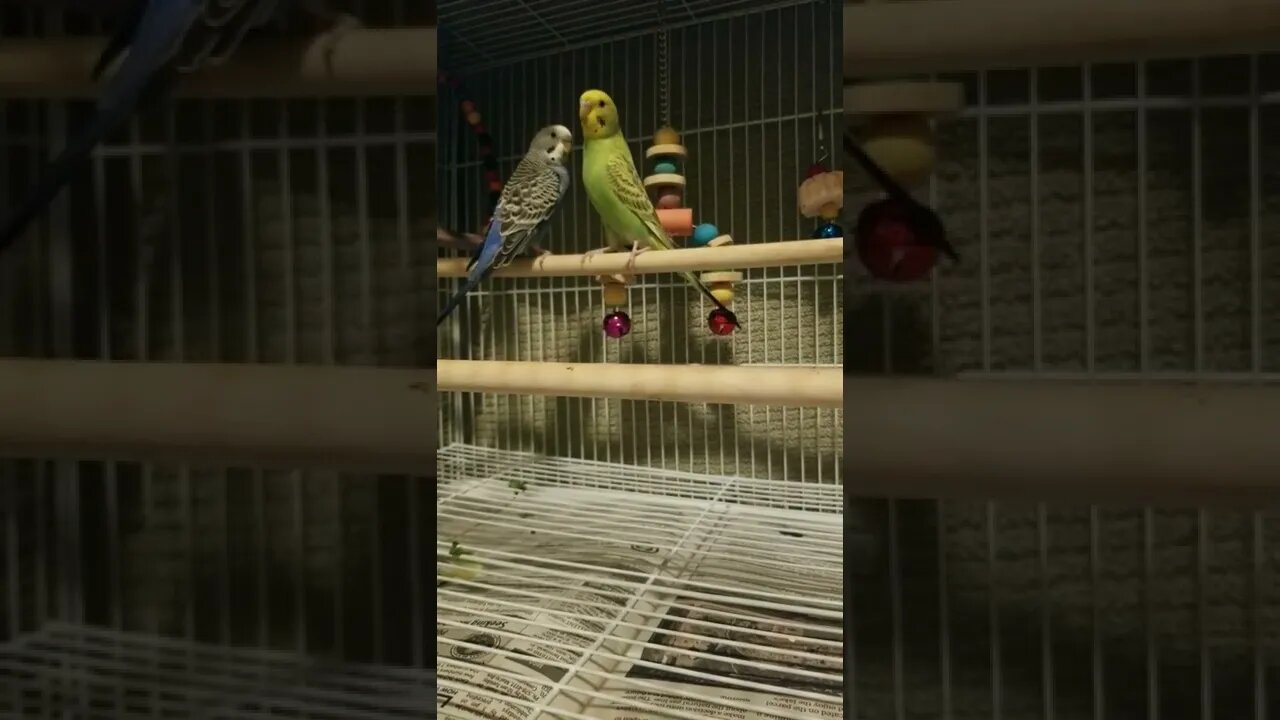 Budgies Parrots Dance With Me Tonight 😂 #budgies #shorts #youtubeshorts #animallover #parrots