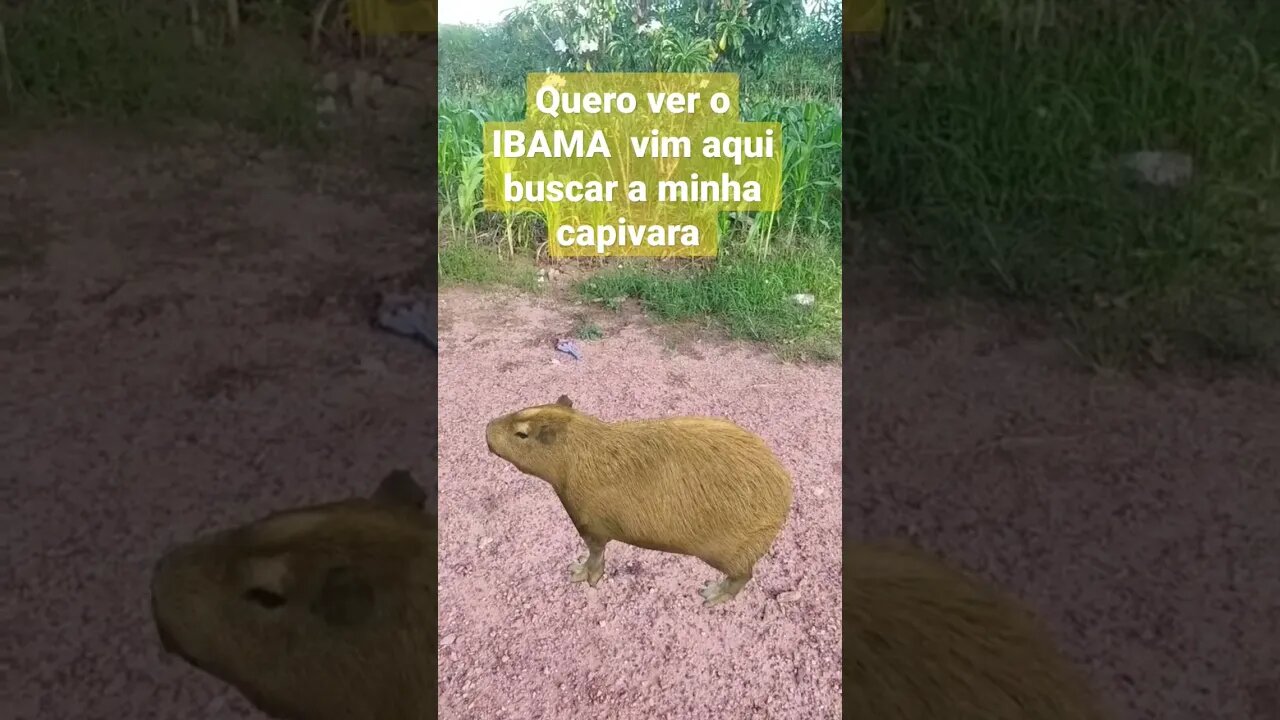 a minha capivara o IBAMA não leva 🤣🤣