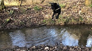 Dog jumps over river with massive stick in mouth