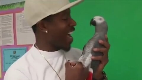 Compilation of funny birds and parrots # 8 🦜