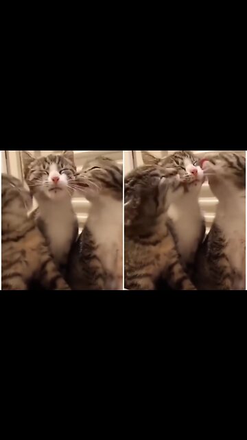 Lot of cat showing love each other