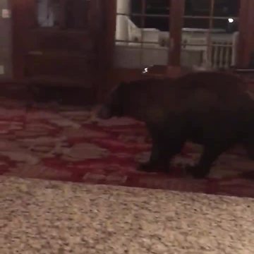 VIDEO: Black bear wanders around Stanley Hotel lobby overnight