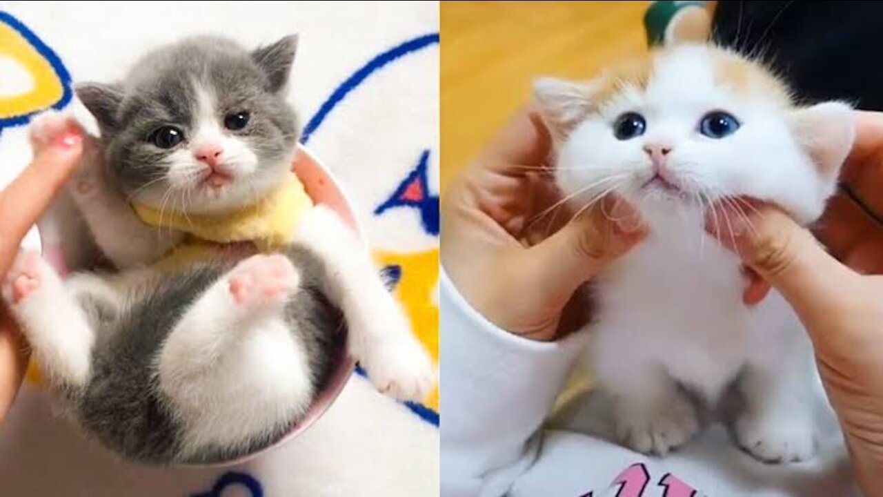 Cute and funny cats video.