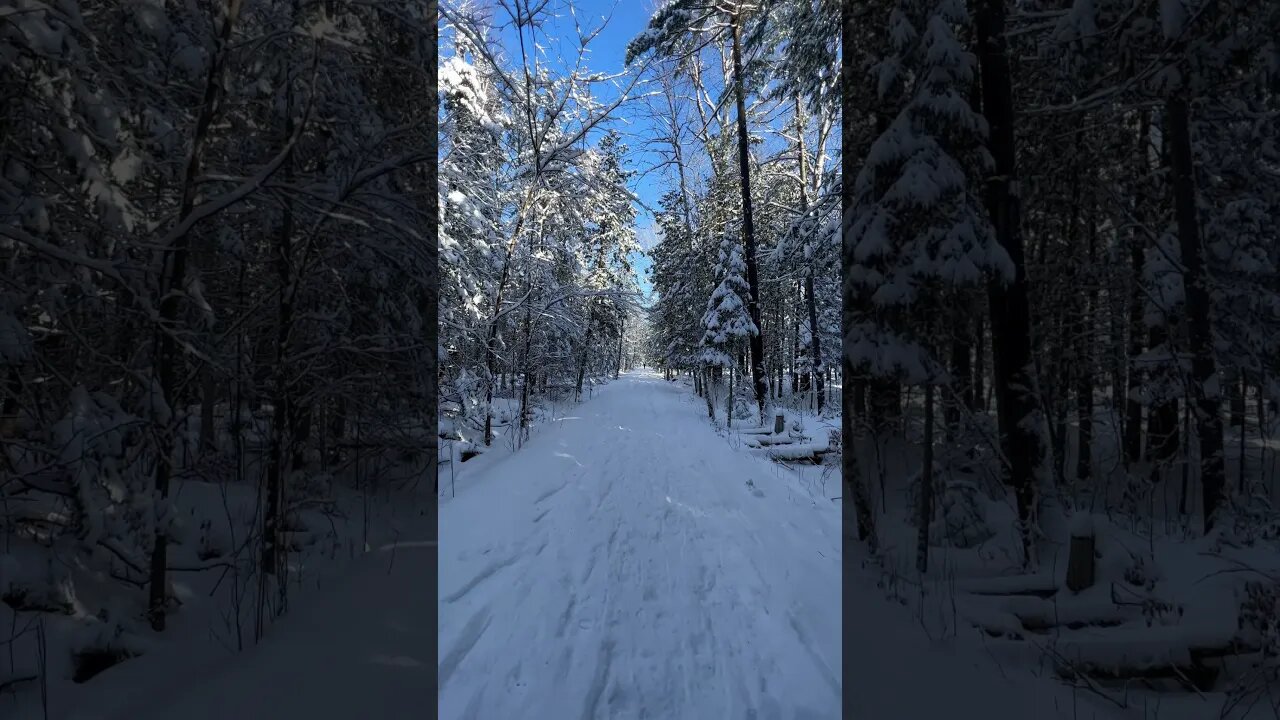 Winter wonderland in the forest