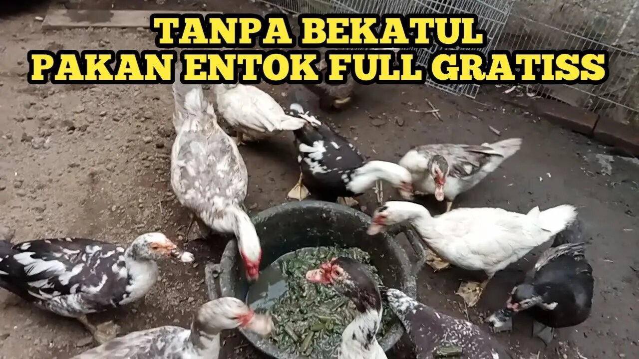 PAKAN FULL GRATIS DARI ALAM