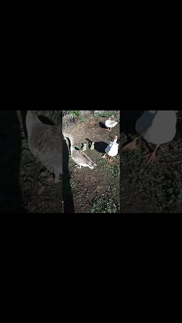 Good Morning Geese, they have 2 little goslings