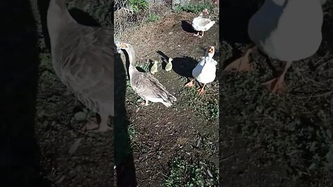 Good Morning Geese, they have 2 little goslings
