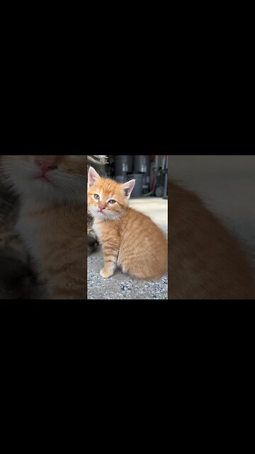 Here is the mom with all her baby kittens cats 🐈 #cats #kittens ￼