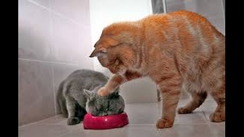 Funny Cats And Dogs Videos 😂 #4 - Best Funniest Animal Videos 😅