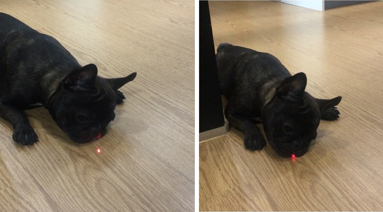 French Bulldog (Playing with the Laser)