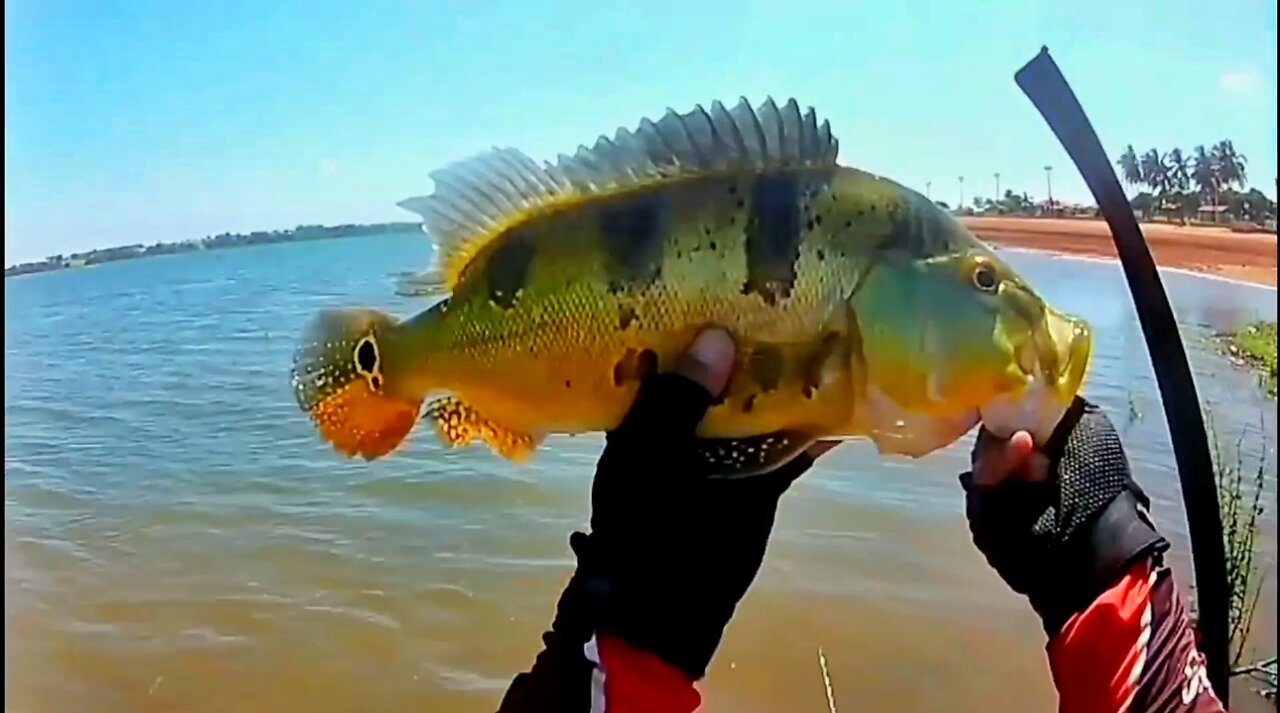 #11 Fishing Peacock Bass - Kayak Fishing - Ultralight Reel Style - Pesca de Tucunaré